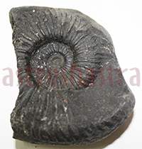 Shaligram 10720 150gm